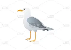 白底上的海鸥