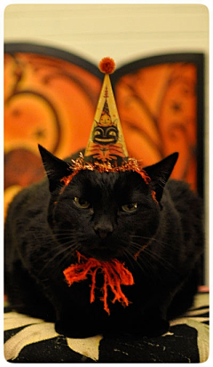 猫久凉采集到我的猫客