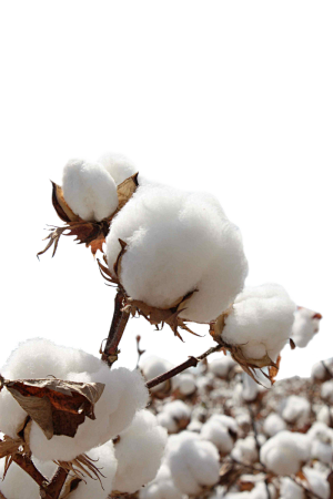 植物棉花png元素素材
