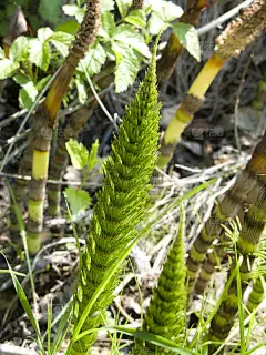 木贼