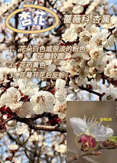 Ryan汍采集到花