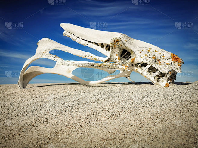 沙滩上的鸵鸟骨架
