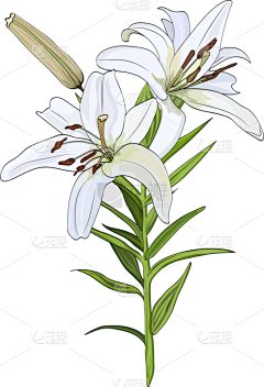 |。・㉨・)っ♡浅时光采集到百合花