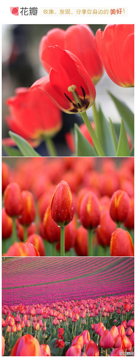 #花瓣花语录#郁金香，学名：Tulipa...
