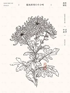 商用的6张菊花插画线稿素材合集大放送 - 小红书