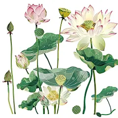 荷花荷叶荷塘插画手绘唯美-图巨人