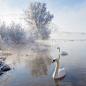 Photograph Icy Swan Lake by Edwin van Nuil on 500px