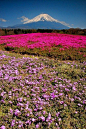 Mountain Fuji and flowers, Japan #美景# #摄影师# #摄影比赛#