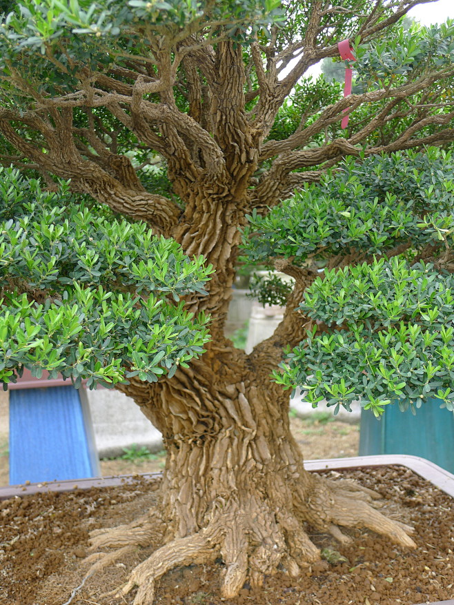 小叶黄杨 (2)