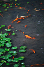 “ 幽草疏花静里看 … ”

丨图：紫花苜蓿lucerne 摄