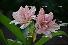 百合 花朵 植物 花壁纸 粉红色的花朵 美丽的花朵 花瓣 盛开