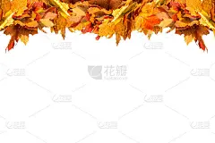 秋叶孤立在白色的背景上。