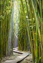 Bamboo Forest, Haleakala National Park, #Maui  Been here and it is beautiful!!: 