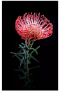  针垫花（Leucospermum sp.）又名风轮花、针包花、针垫山龙眼等，属于山龙眼科针垫花属（Leucospermum）植物。全属植物约50多种，主要分布在南非和津巴布韦等地。