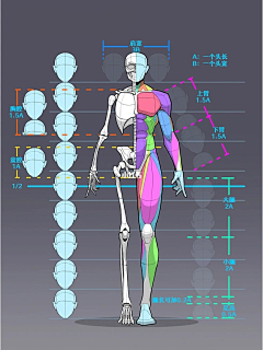 Dilikuka采集到【人体】动态  肌肉  结构