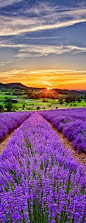 Sunset,lavender fields,Provence, France: 