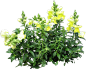金鱼草植物png素材