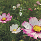 花6.21