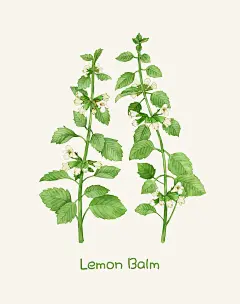 免扣 植物花卉 柠檬香膏 淡彩水色 水彩插画PSD 植物花卉|柠檬|香膏|水色