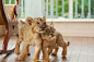 Little Lions | Cutest Paw