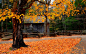 高清晰秋季树林落叶壁纸封面大图