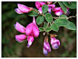 胡枝子（拉丁学名：Lespedeza bicolor Turcz.）又名：萩、胡枝条、扫皮、随军茶等，属蔷薇目，豆科胡枝子属直立灌木，分枝多、卵状叶片，花冠为红紫色。荚果斜卵形