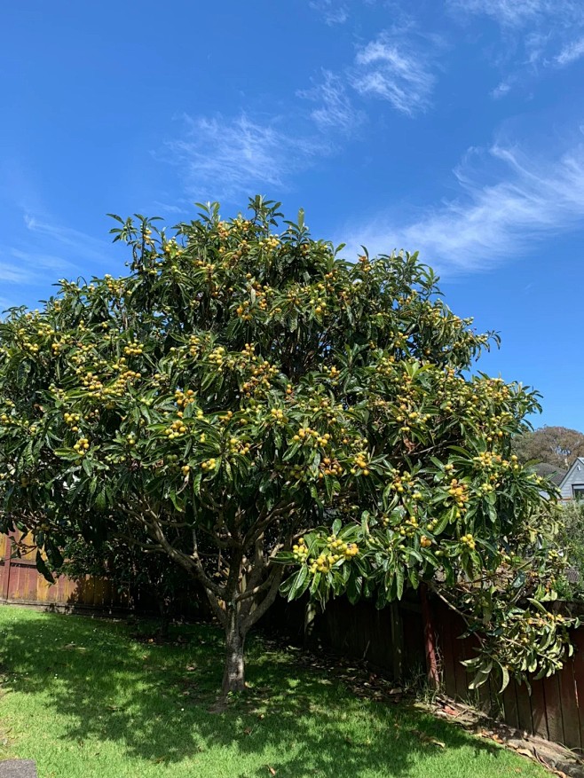 枇杷树1