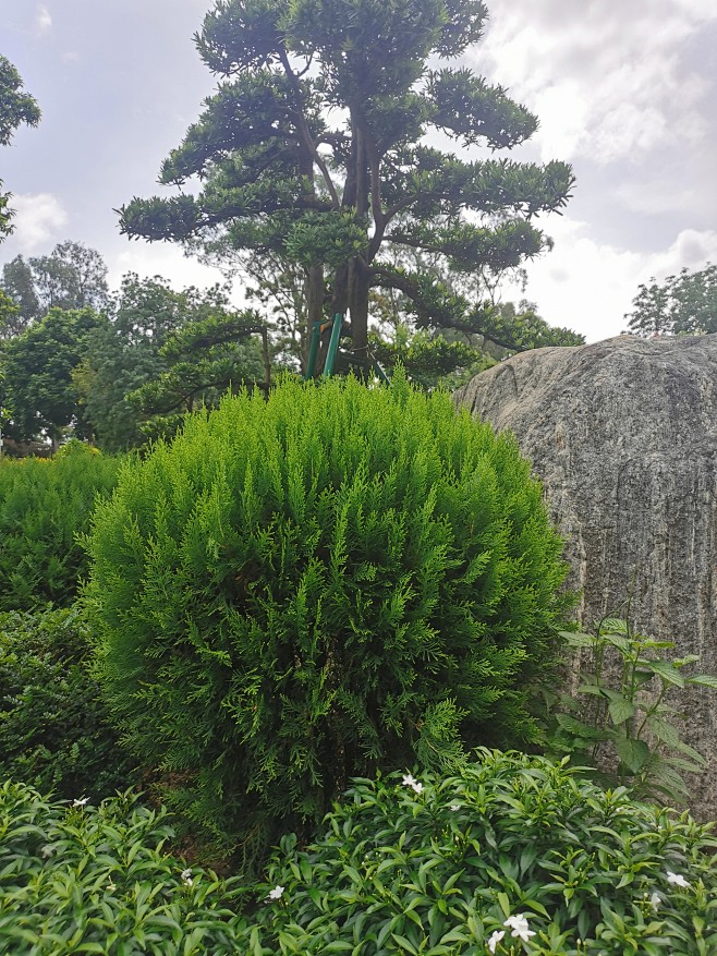 侧柏