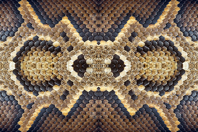 Python皮肤图案为背景。