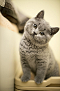 The One Cat | Cutest Paw #喵星人#