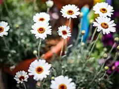 春花四月640x480安卓风景手机壁纸下载 | 风景 - 芒果唯美图片(mangowed.com)