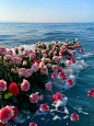 海上玫瑰