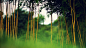 bamboo - Wallpaper (#2984720) / Wallbase.cc