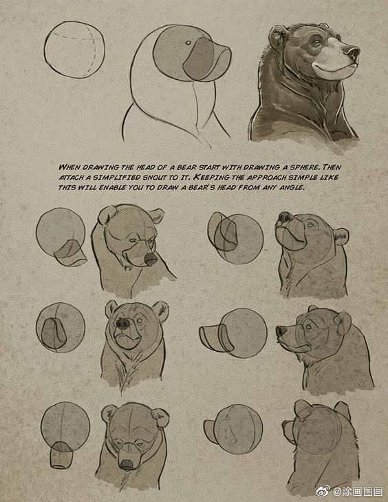 动物绘画
狗熊的画法 ​​​​