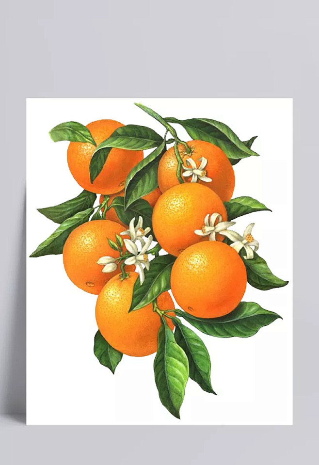 开小白花的橙子果实|卡通手绘,素材分类