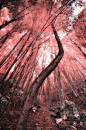 红外摄影,森林,垂直画幅,美,枝繁叶茂,无人,夏天,户外,光,特写