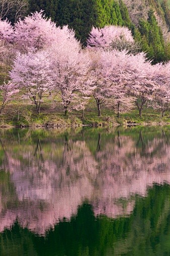 湖Nakatsuna和樱花，长野县，日本...