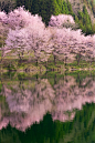 湖Nakatsuna和樱花，长野县，日本本州岛
Lake Nakatsuna and cherry blossoms, Nagano Prefecture, Honshu, Japan