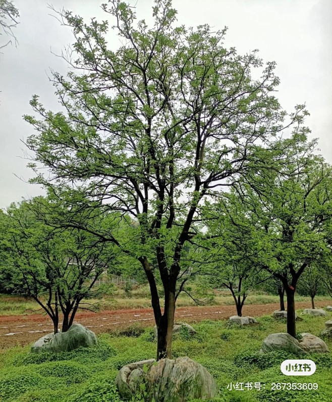 香橼
