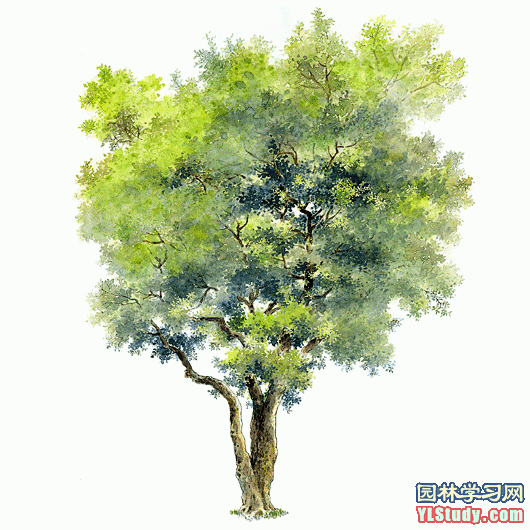 最全100-1张精美园林植物水彩效果图（...