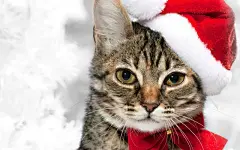可爱猫咪的圣诞节桌面高清壁纸桌面壁纸2