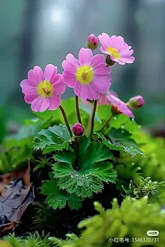 花草集 - 高清图片，堆糖，美图壁纸兴趣社区