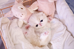 焦糖沫采集到Images〔猫喵喵〕