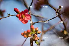 桃花 花卉背景 粉红色的花朵 花朵 春天 美丽的花朵 花壁纸