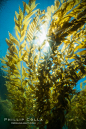 The Kelp Forest offshore of La Jolla, California. A kelp forest. Giant kelp grows rapidly, up to 2' per day, from the rocky reef on the ocean bottom to which it is anchored, toward the ocean surface where it spreads to form a thick canopy. Myriad species 