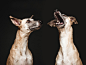 Twist and shout by Elke Vogelsang on 500px