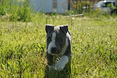斯塔福德郡小猎犬在动