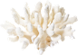珊瑚