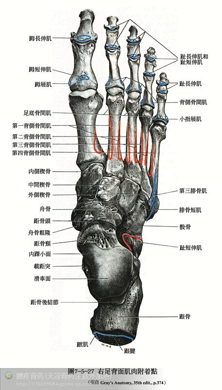 人体解剖--骨骼，肌肉很全面的套图