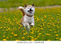 0 Shiba inu images - Free stock photos on StockSnap.io : Browse and download beautiful high-resolution shiba inu images. All photos are free from copyright restrictions (CC0) - no attribution required.